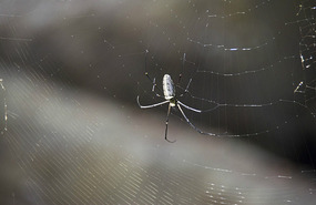 That spider, the size of my hand & its famous web