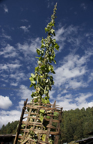 Growing Runner Beans