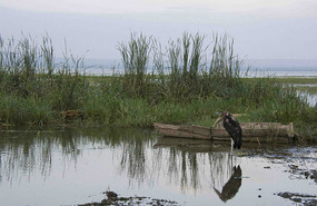 Malibu Storks at the Lake