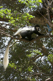 Monkeys at the park