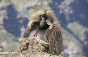 Gelada