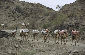 Camel Trains