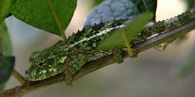Chameleon