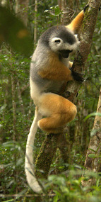 Diademed Sifaka