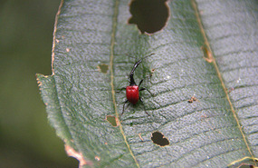 Giraffe Necked Weevil