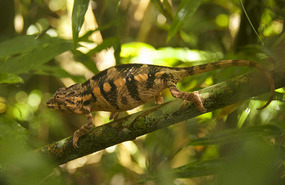 Chameleon