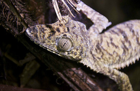 Giant Leaf Gecko