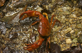 Jungle Crab