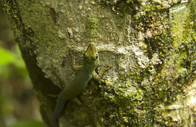 Tree Lizard