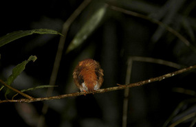A sleeping Kingfisher
