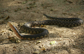 A resident