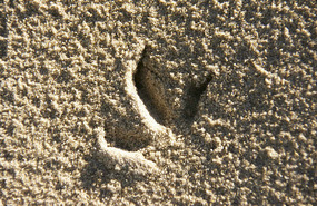 Footprints