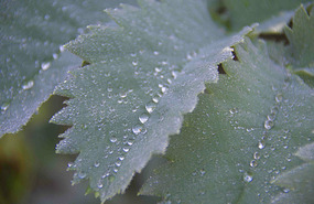 Late Morning Dew