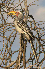 A regular visitor