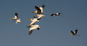 Some of the birds at Nata