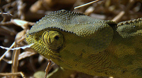 Chameleon