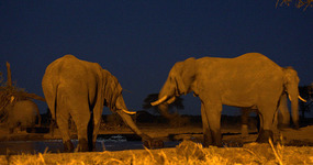 From the hide