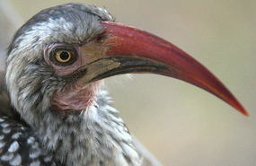 Hornbill