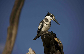 Kingfisher