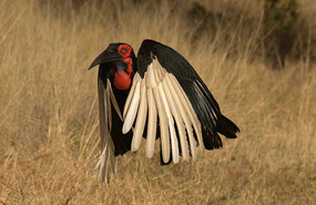 In flight