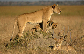 the pride