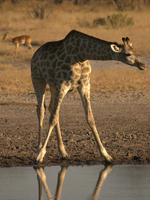 the waterhole