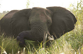 Elephant in the Delta