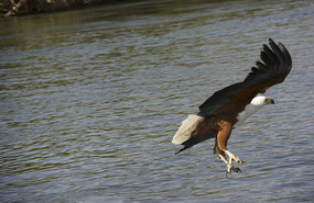 Hunting - not my best pic but hey this is a blog!