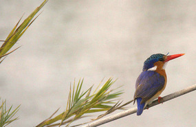 Tiny & beautiful