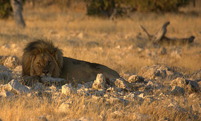 On his own