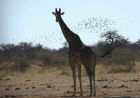 waterhole
