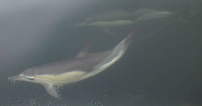 A Common Dolphin underwater