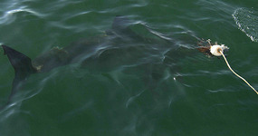 Great White