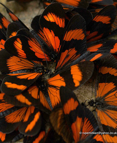 Butterflies sampling minerals