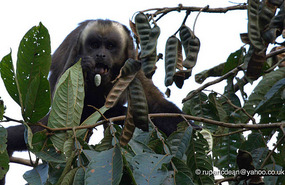 Capuchin eating seeds
