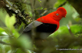 Peru's Nat Bird, Cock of the Rock