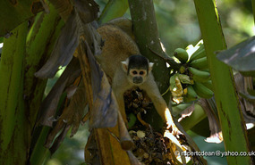 Squirrel Monkey at Bonanza Lodge