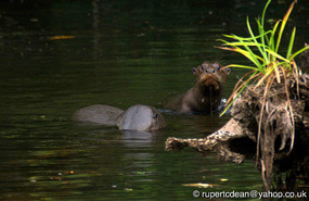 Giant Otters fishing