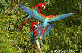 Macaws
