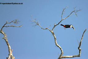 A hopping Tucan