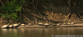 Turtles in a line