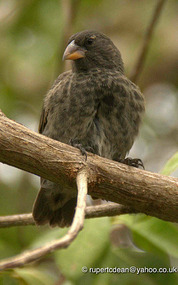 A Darwin Finch