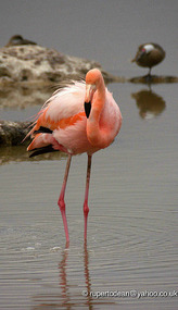 Really pink ones