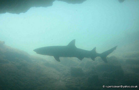 A white Tip