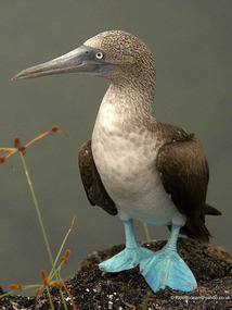 Blue Footed Booby