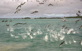 Dive Bombing