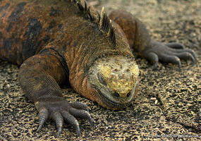 Marine Iguana