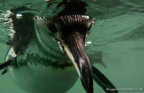 Snorkling with a Penguin