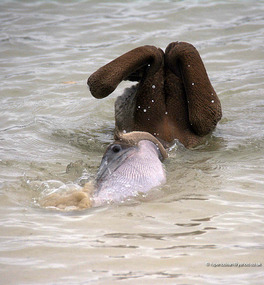 A fishing Pelican