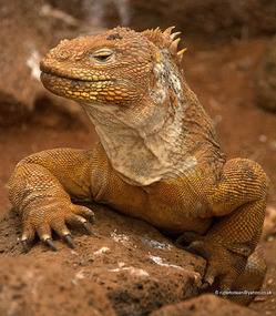 Seymour island's Iguanas
